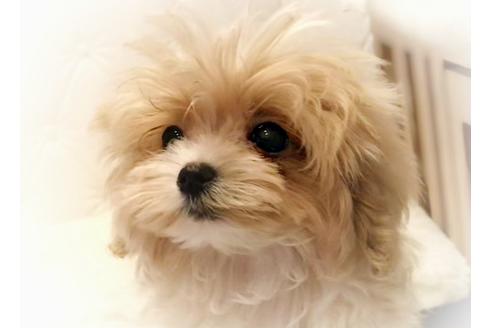 マルプーの子犬を探す ブリーダーナビ