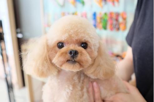 販売中のトイプードルの親犬