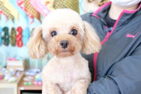 販売中のトイプードルの親犬