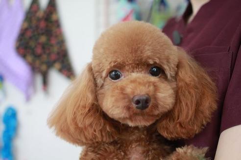 販売中のトイプードルの親犬