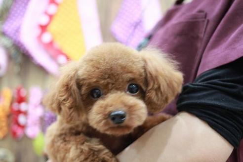 販売中のトイプードルの親犬