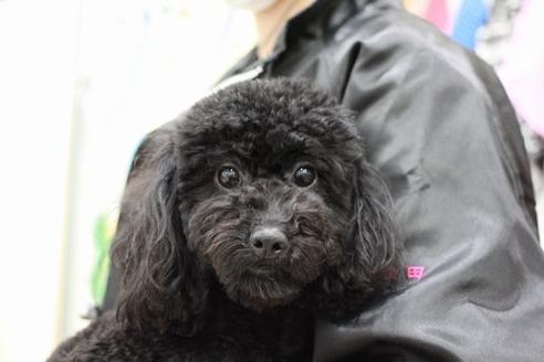 販売中のトイプードルの親犬