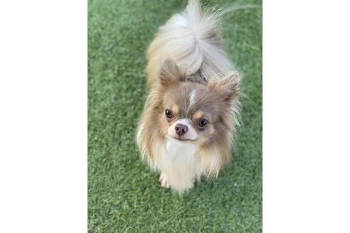 販売中のチワワ(スムースコート)の親犬