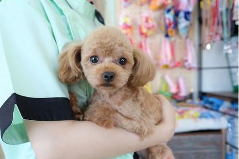 販売中のトイプードルの親犬