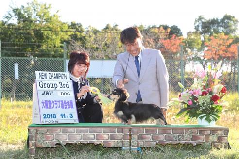 販売中のカニンヘンダックスフンド(ロングヘアード)の親犬