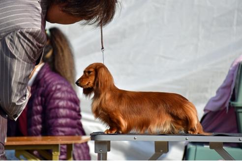販売中のカニンヘンダックスフンド(ロングヘアード)の親犬