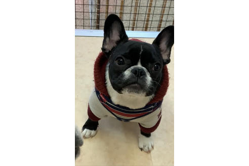 販売中のフレンチブルドッグの親犬