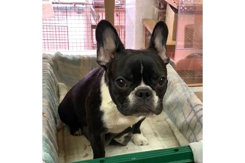 販売中のフレンチブルドッグの親犬