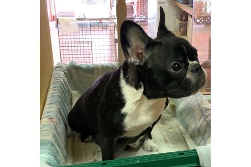 販売中のフレンチブルドッグの親犬