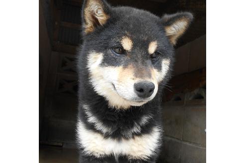 鹿児島県の柴犬 女の子 11 03生まれ 父犬 母犬どちらも黒色で 性格は 穏やかです 子犬id 1559 ブリーダーナビ