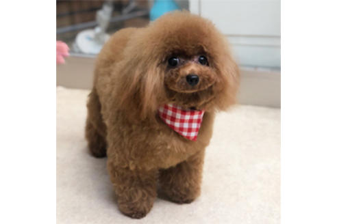 販売中のチワプー:チワワ×トイプードルの親犬