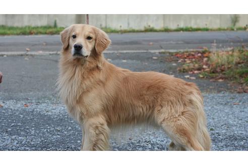 販売中のゴールデンレトリーバーの親犬