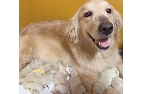 販売中のゴールデンレトリーバーの親犬