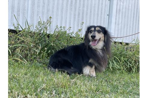 販売中のミニチュアダックスフンド(ロングヘアード)の親犬