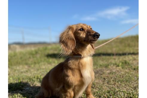 販売中のミニチュアダックスフンド(ロングヘアード)の親犬