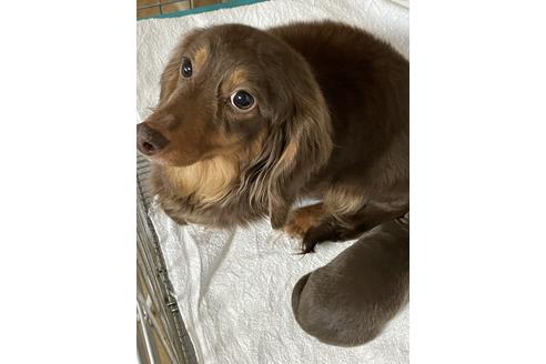 販売中のミニチュアダックスフンド(ロングヘアード)の親犬
