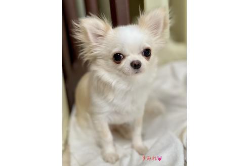 販売中のチワワ(ロングコート)の親犬