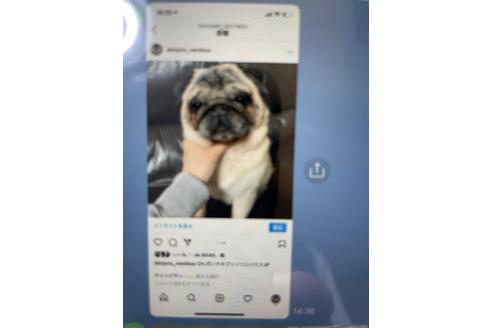 販売中のパグの親犬