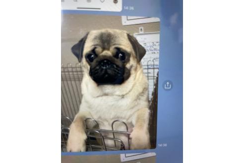 販売中のパグの親犬