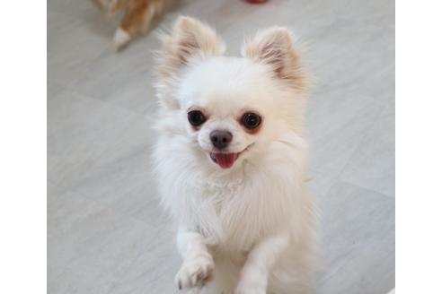 販売中のチワワ(ロングコート)の親犬