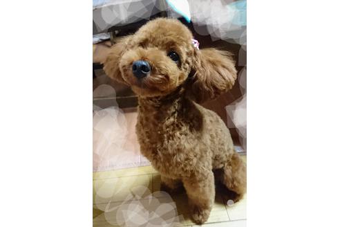 販売中のタイニープードルの親犬