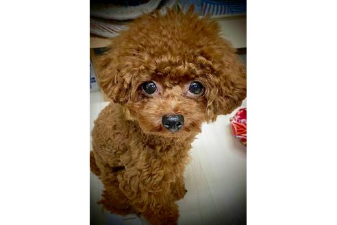 販売中のタイニープードルの親犬