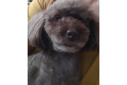 販売中のトイプードルの親犬