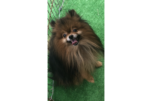 販売中のポメラニアンの親犬