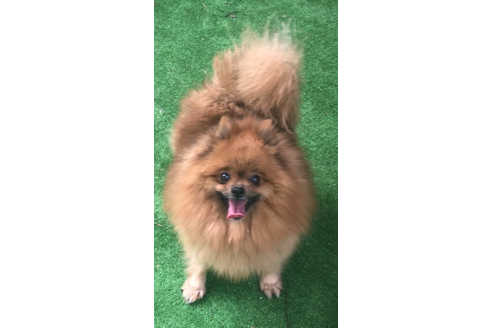 販売中のポメラニアンの親犬