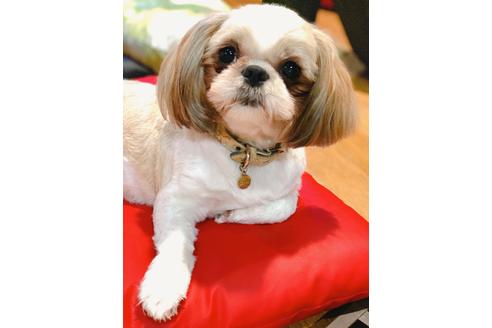 販売中のシーズーの親犬