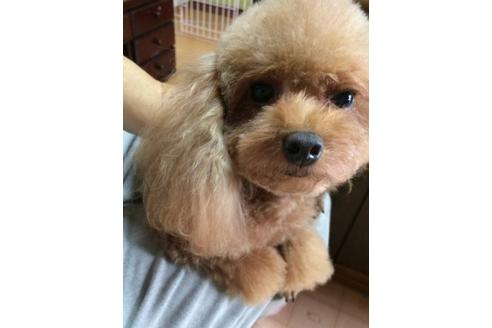 販売中のトイプードルの親犬