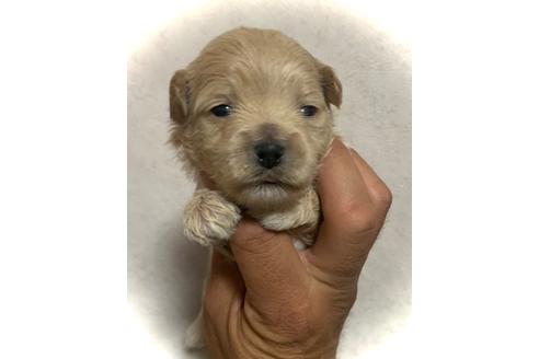 鹿児島県のマルプー 男の子 21 04 10生まれ マルプー産まれました 子犬id ブリーダーナビ 鹿児島県のマルプー 男の子 21 04 10生まれ マルプー産まれました 子犬id ブリーダーナビ