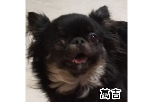 販売中のチワワ(ロングコート)の親犬