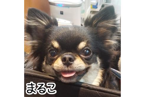 販売中のチワワ(ロングコート)の親犬