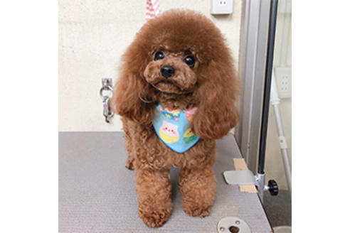 販売中のティーカッププードルの親犬