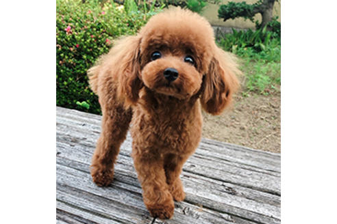 販売中のティーカッププードルの親犬