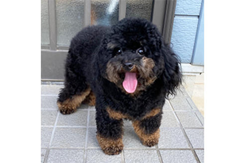 販売中のタイニープードルの親犬