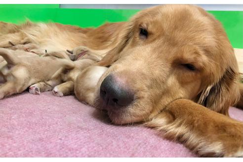 販売中のゴールデンレトリーバーの親犬