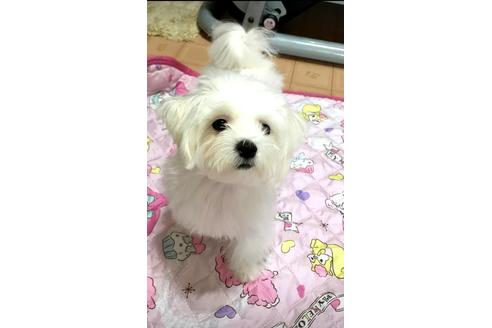 販売中のチワマル:チワワ×マルチーズの親犬