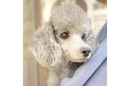 販売中のトイプードルの親犬