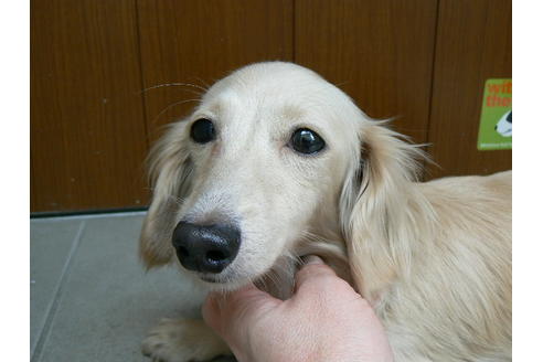 販売中のカニンヘンダックスフンド(ロングヘアード)の親犬