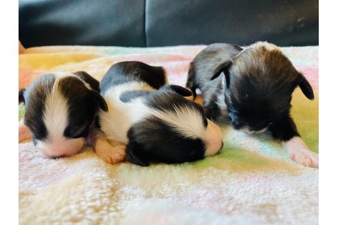茨城県でチャイニーズクレステッドドッグの子犬を探す ブリーダーナビ 茨城県でチャイニーズクレステッドドッグの子犬を探す ブリーダーナビ
