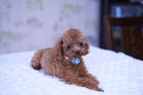 販売中のティーカッププードルの親犬