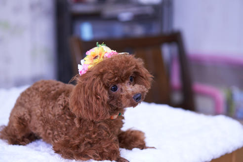 販売中のティーカッププードルの親犬