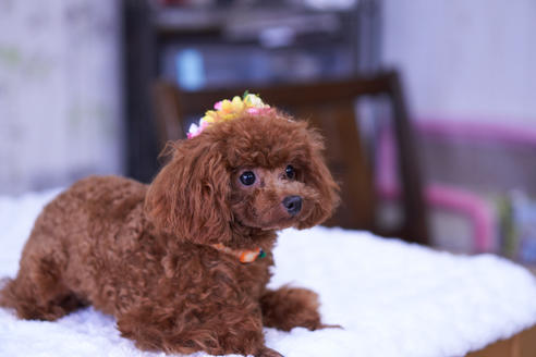 販売中のティーカッププードルの親犬