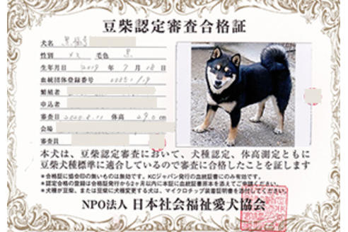 販売中の豆柴の親犬