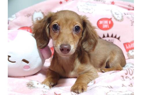 チワックスの子犬を探す ブリーダーナビ