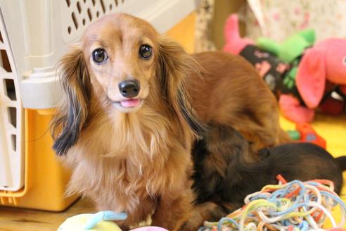 販売中のカニンヘンダックスフンド(ロングヘアード)の親犬