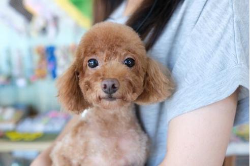 販売中のトイプードルの親犬