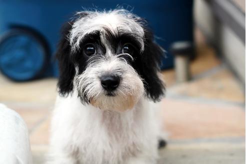 佐賀県のカニンヘンダックスフンド ワイヤーヘアード 男の子 21 01 03生まれ パイボールド 子犬id ブリーダーナビ